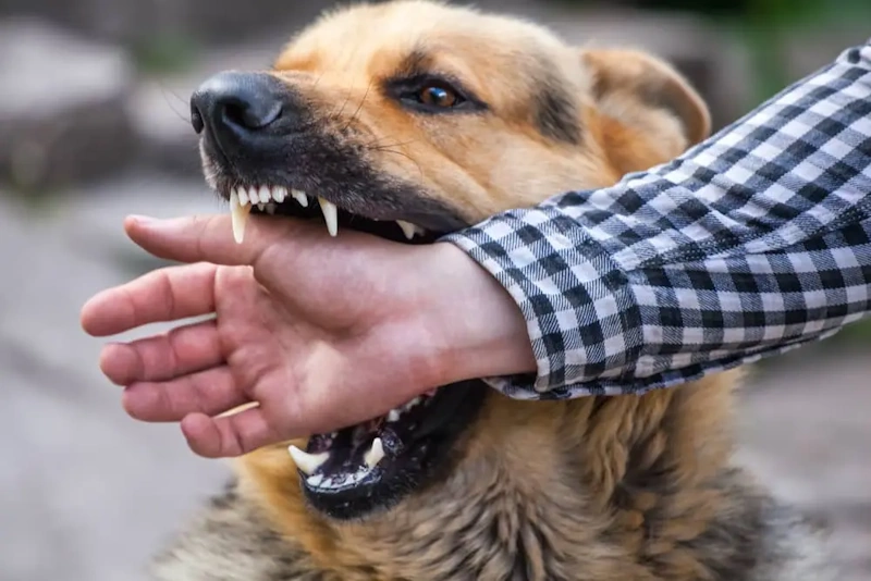 Dog with an open mouth around a person's arm illustrating the importance of dog bite lawyer in Myrtle Beach